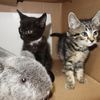 Photos: Subway Kittens Living It Up In Brooklyn Foster Home